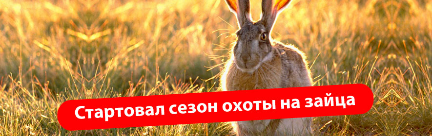 3 октября стартовал сезон охоты на зайца