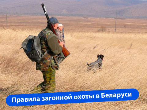 Правила организации загонной охоты в Беларуси